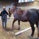 Projektbericht – Reiten an der Schloss-Schule-Ilvesheim