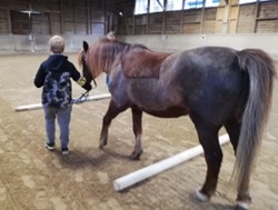 Ein Junge führt ein Pferd an der Hand über eine auf dem Boden liegende Stange